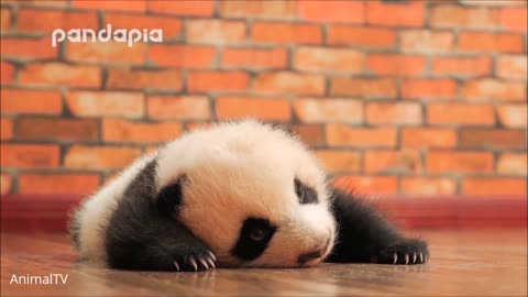 Cute Baby baby Panda