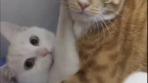 Funny cats video