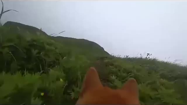 Put action camera to my Shiba Iny | Sakhalin island