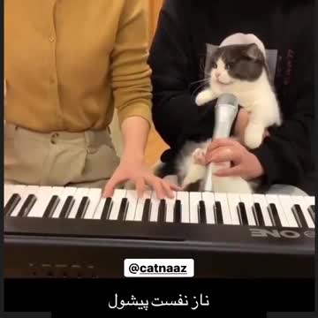 Singing cat