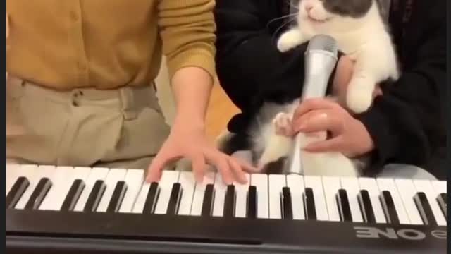 Singing cat