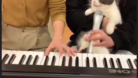 Singing cat