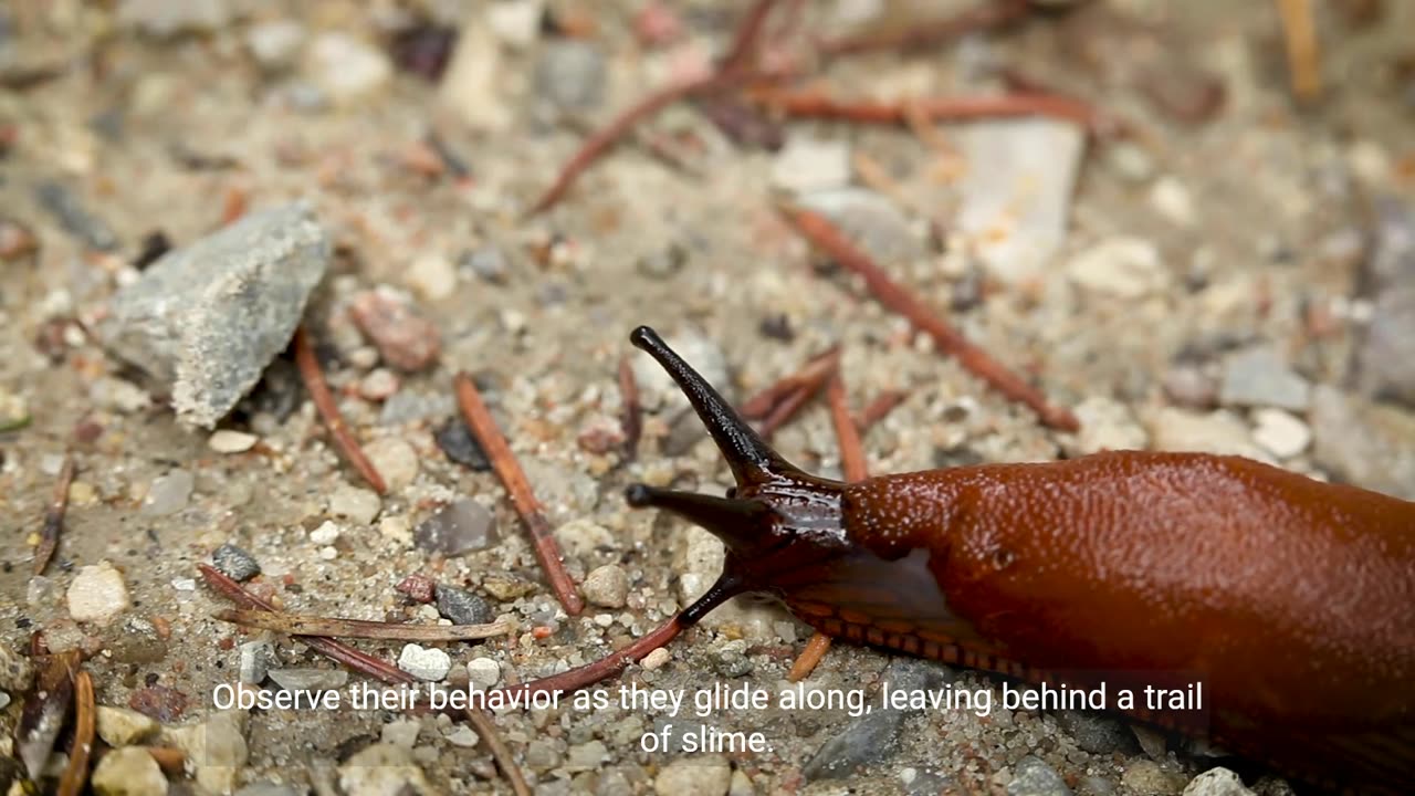 The Life of a Slug: A 5-Minute Journey