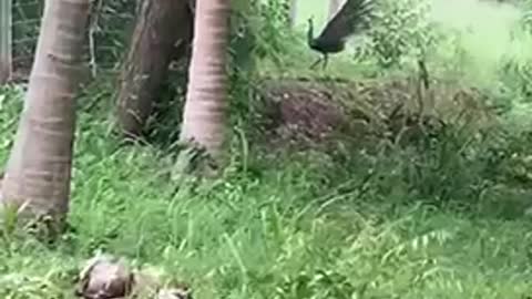 Peacock dance on coconut land