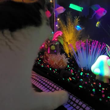 Cat watches fish