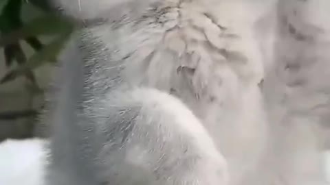 Standing kitten