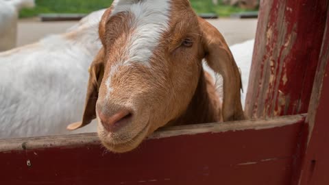 Goat with head through farm fence slow motion