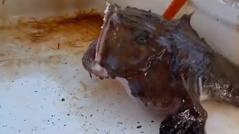 How to make amazing 😻🤩😻 to get r