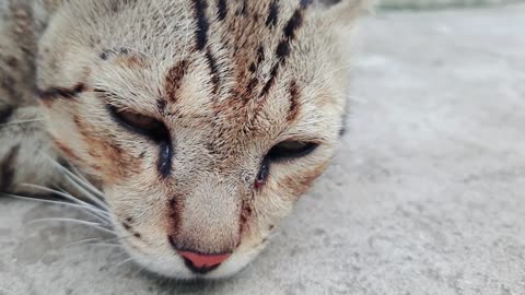 cat 🐈🐈