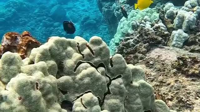 oceanlover#underwater#reef