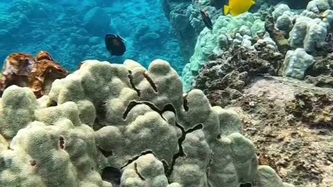 oceanlover#underwater#reef