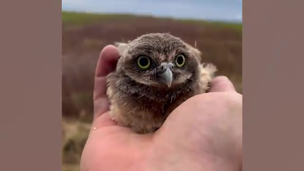 Funny qwol