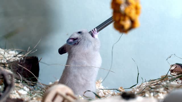 little mouse drinking water from its cage.