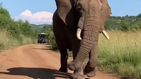 Intelligent Elephants