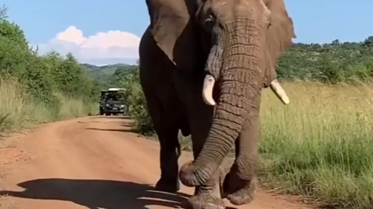 Intelligent Elephants