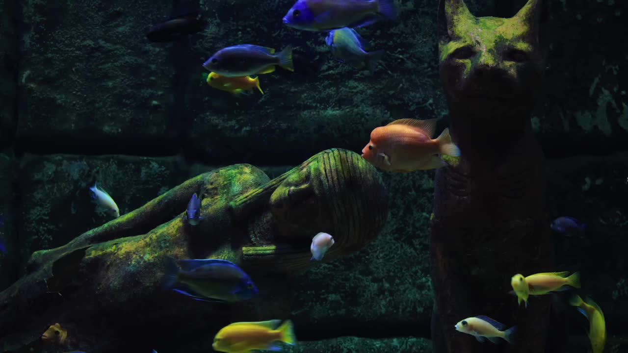 Great fish in attractive colors