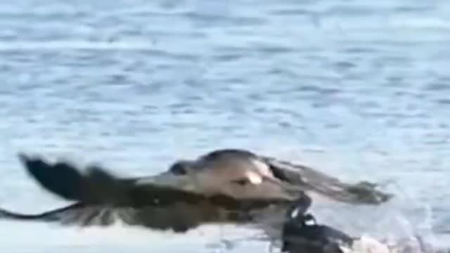 see how a bird hunted out water