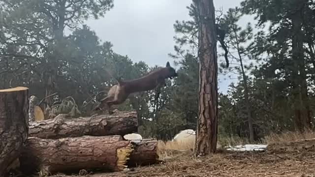 Doggy long jump up with trees