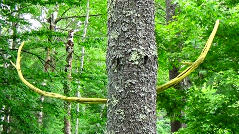 Tree Face