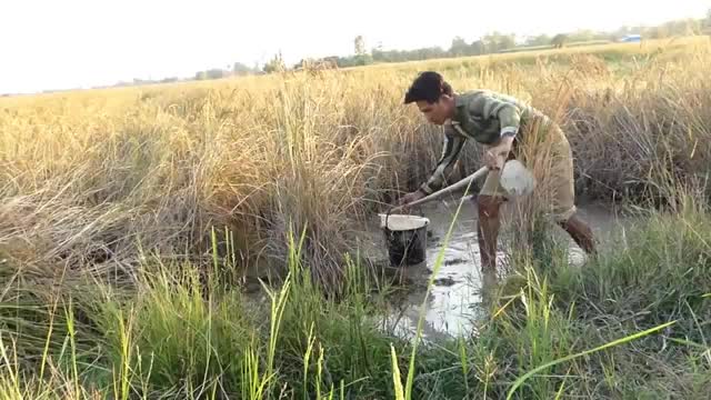 fish in the dry season hibernate until the rain arrives and as soon as it survives # shorts