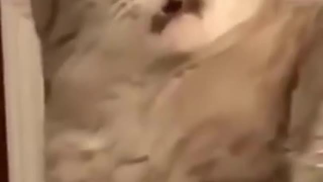 Cute funny cat getting disgusted by her own feet