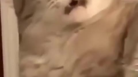 Cute funny cat getting disgusted by her own feet