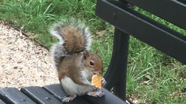 Brown squirrel eating cookie on bench