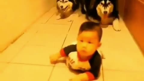 Haha, two dogs learn children to crawl on the ground