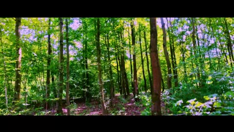 "Enchanting Serenity: Slow and Cinematic FPV Drone Flight Through an Untouched Forest"