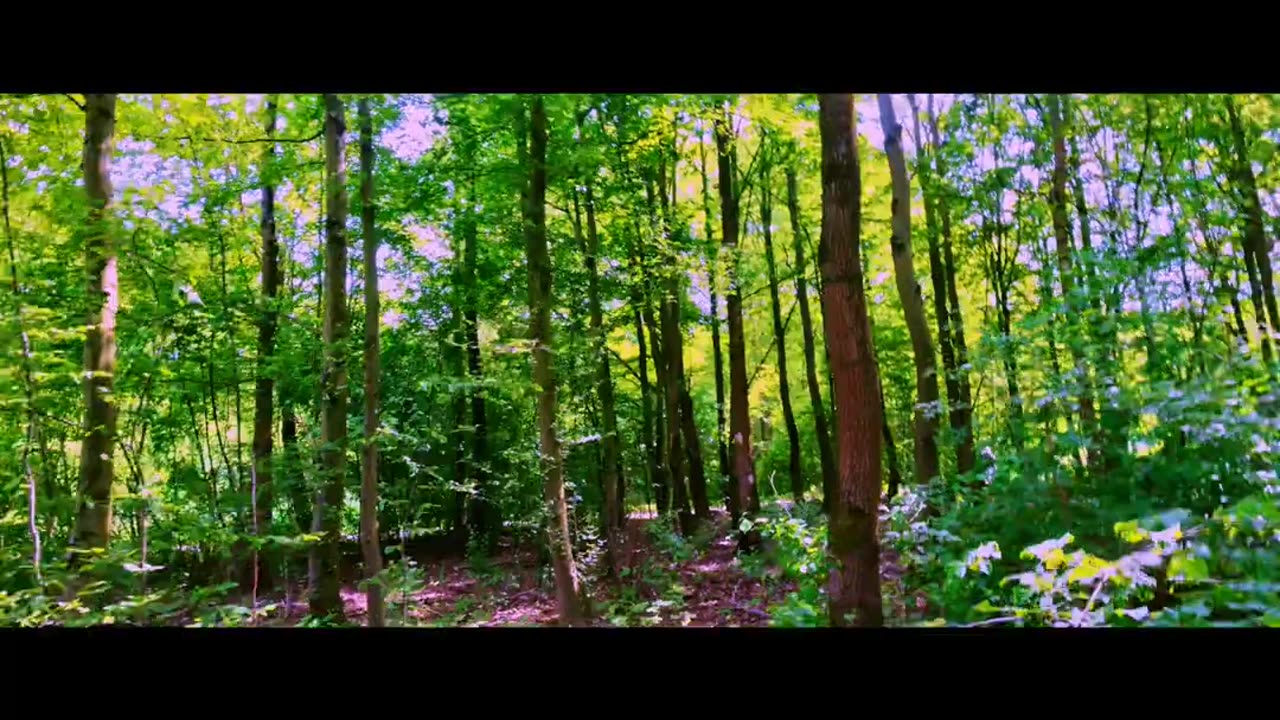 "Enchanting Serenity: Slow and Cinematic FPV Drone Flight Through an Untouched Forest"