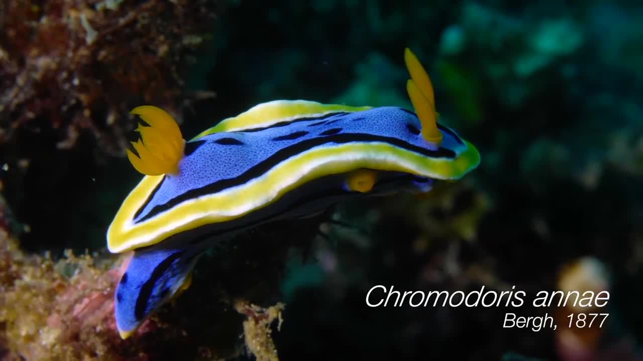 Chromodoris Alius