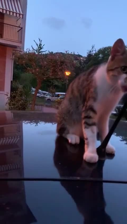 The cat chews the antenna