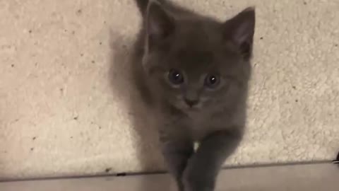 Picky Kitten Refuses to Give Up His Bottle