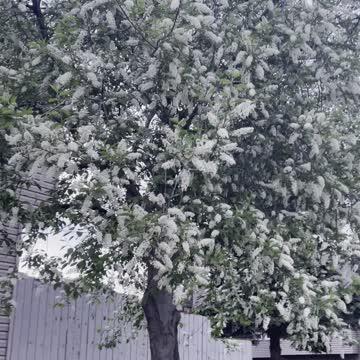 Flowering tree in spring