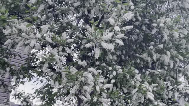 Flowering tree in spring