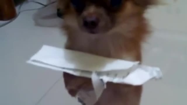 🐶 Cute Puppy Learns His Lesson 👏👏