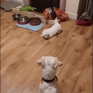 A cat and a dog are dancing