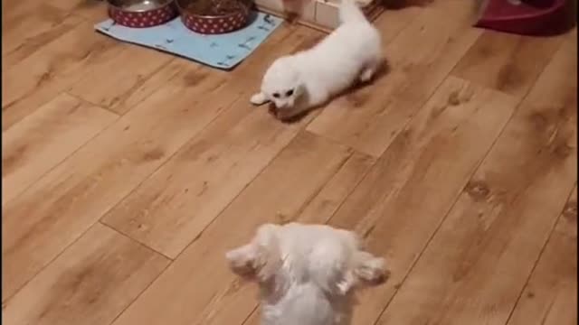 A cat and a dog are dancing