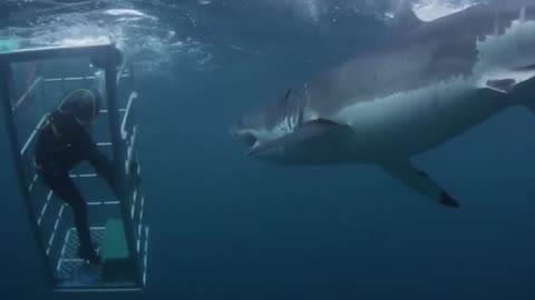 It Looked Like a Normal Shark Until Someone Filmed It