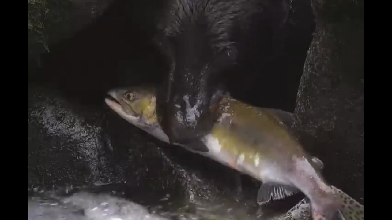 tutorial how to catch a salmon!