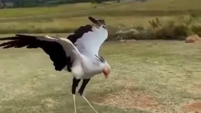 This bird is playing with a toy snake