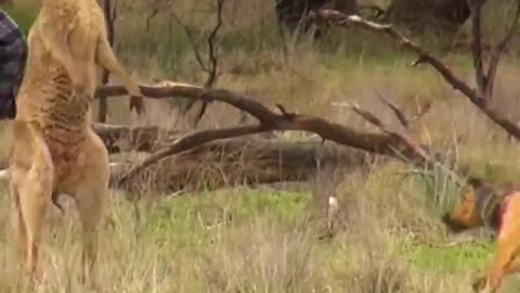 Man Rescues Dog From Fierce Kangaroo!