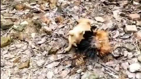 Dog x Chicken! Funny Dog Fight