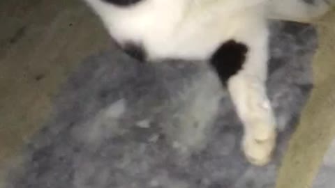 Funny cat fighting