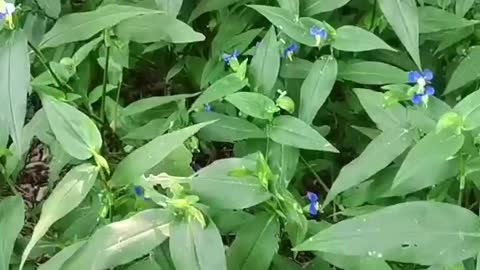 This flower is so beautiful
