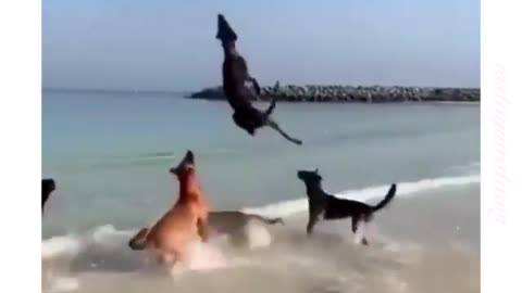Dogs are playing with the ballon🐶🔴