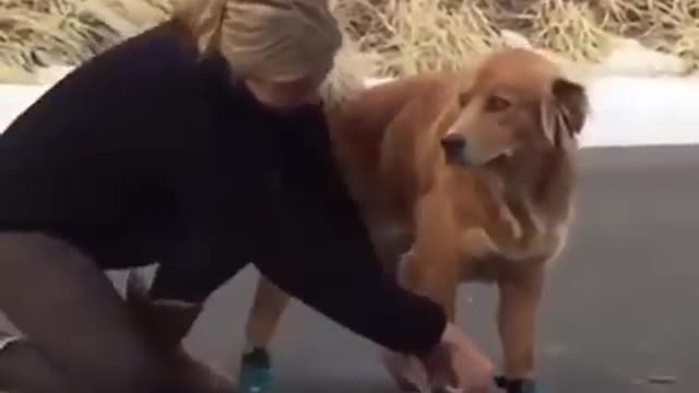 How the pet looks when wearing the shoes for the first time.