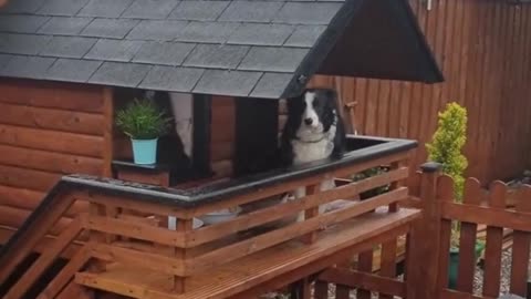 Cute and gentle dog that seems to be well trained