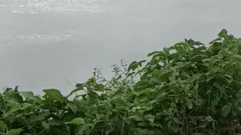 My village #video @trending @viral
