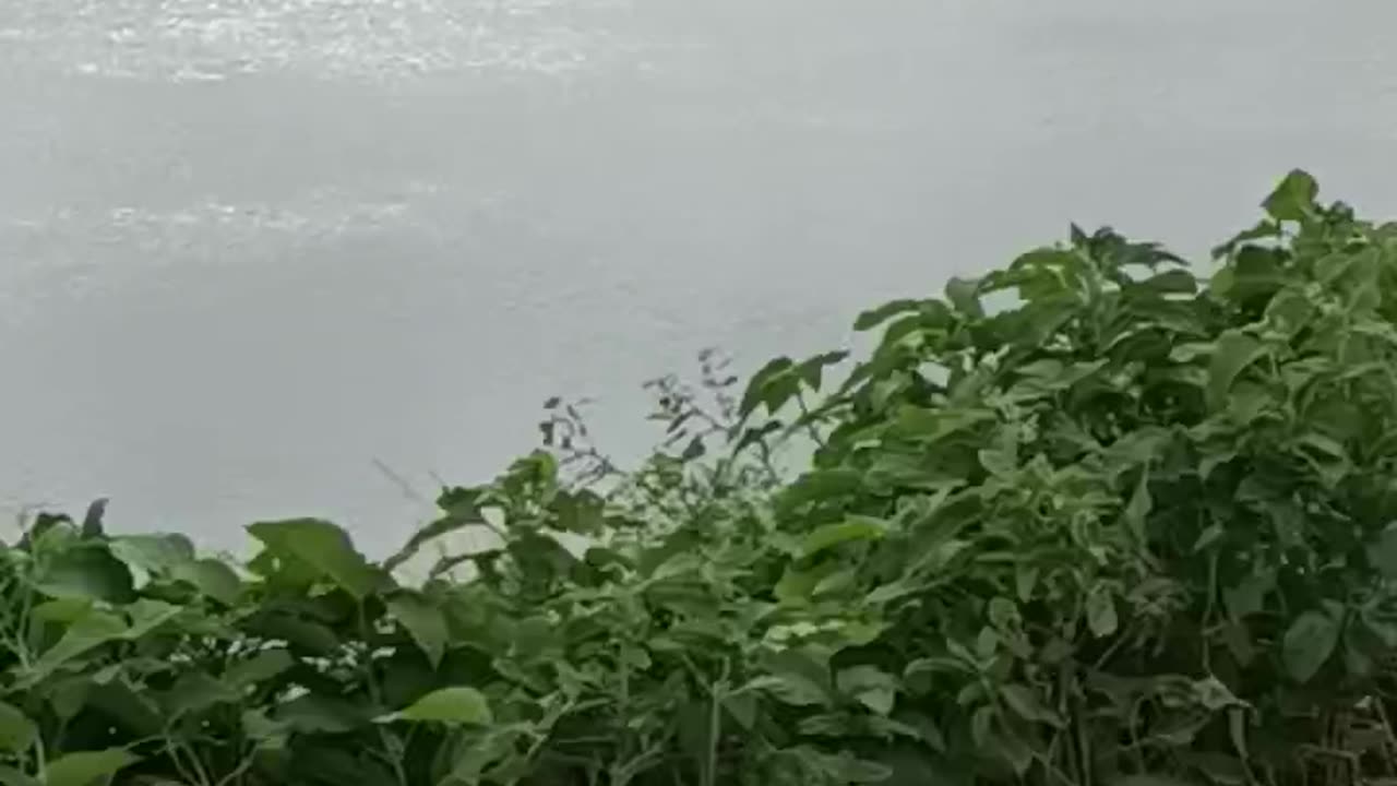 My village #video @trending @viral
